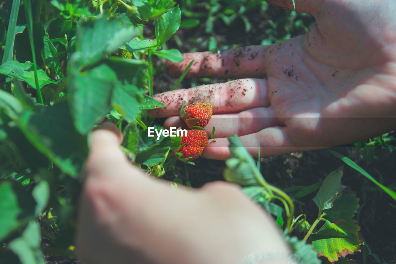 Cropped hands of woman holding strawberries growing outdoors