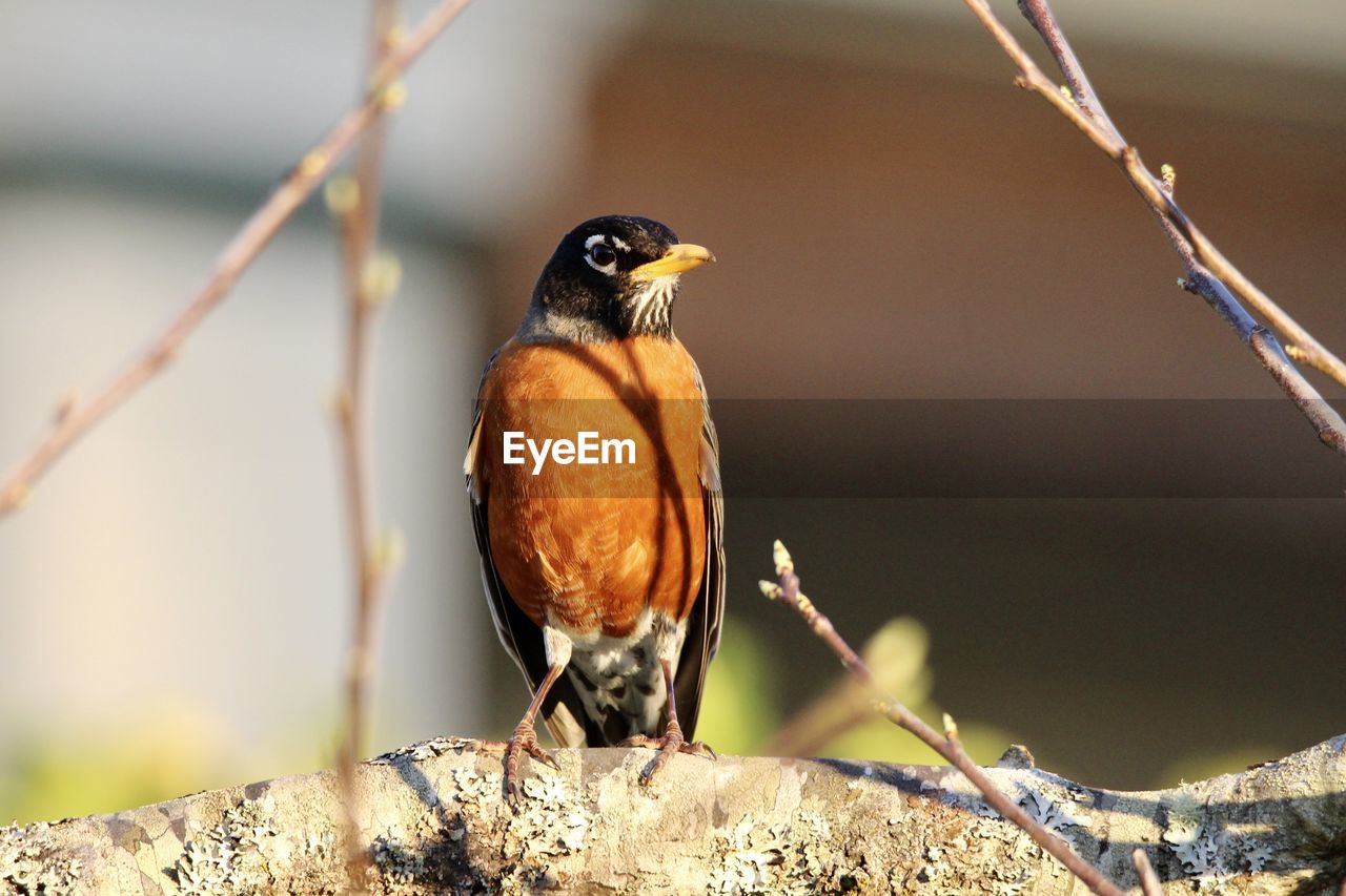 CLOSE-UP OF A BIRD PERCHING ON A BRANCH