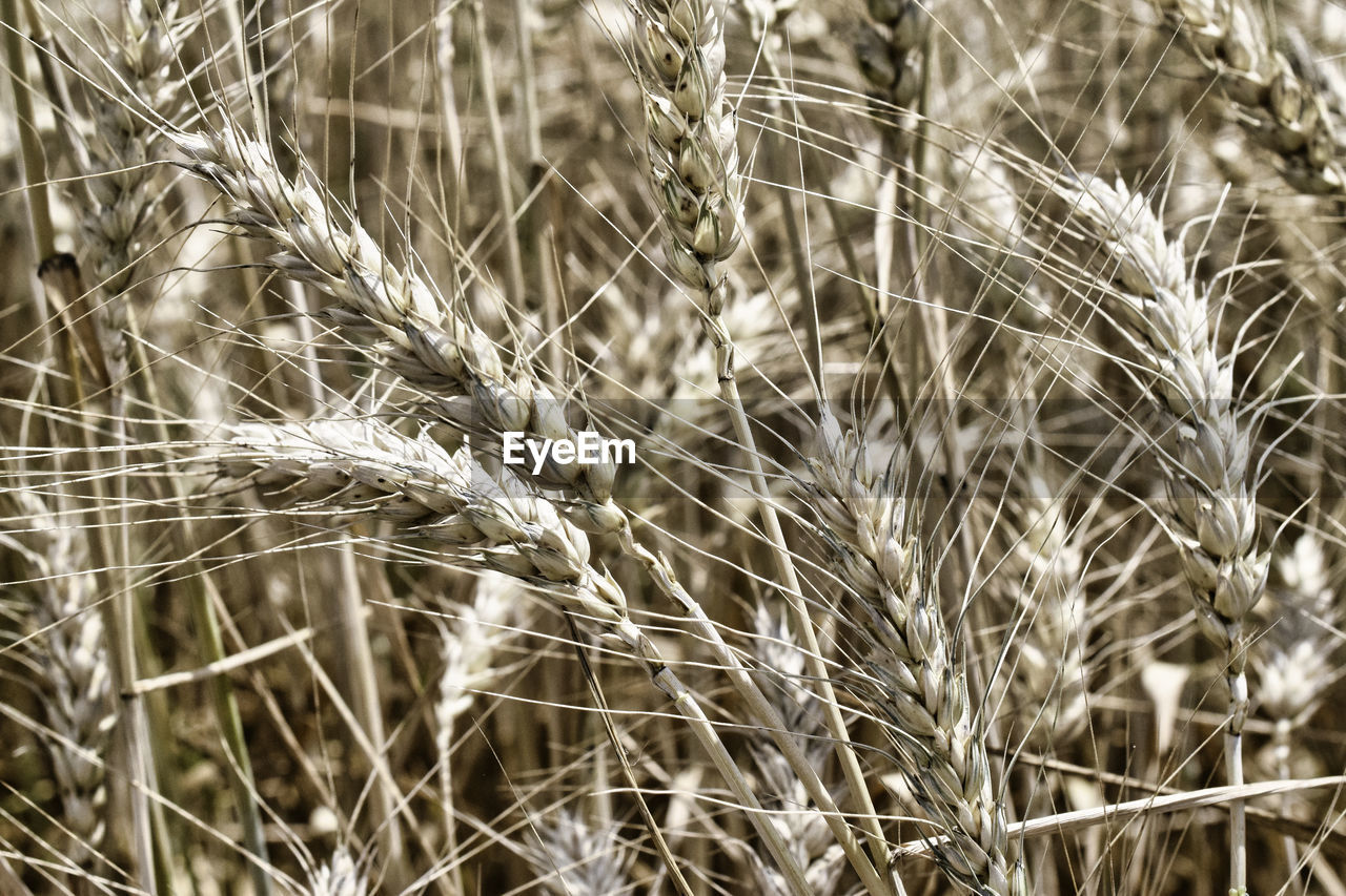 plant, growth, field, grass, agriculture, food, nature, crop, land, close-up, no people, focus on foreground, day, cereal plant, beauty in nature, rural scene, wheat, landscape, outdoors, farm, backgrounds, tranquility, black and white, branch, full frame, dry, sunlight, rye, selective focus