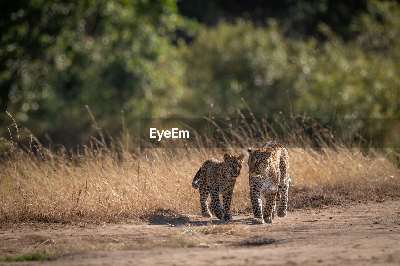 Leopard and cub walk on dirt track