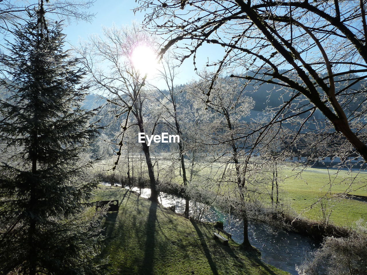 Scenic view of forest against bright sun