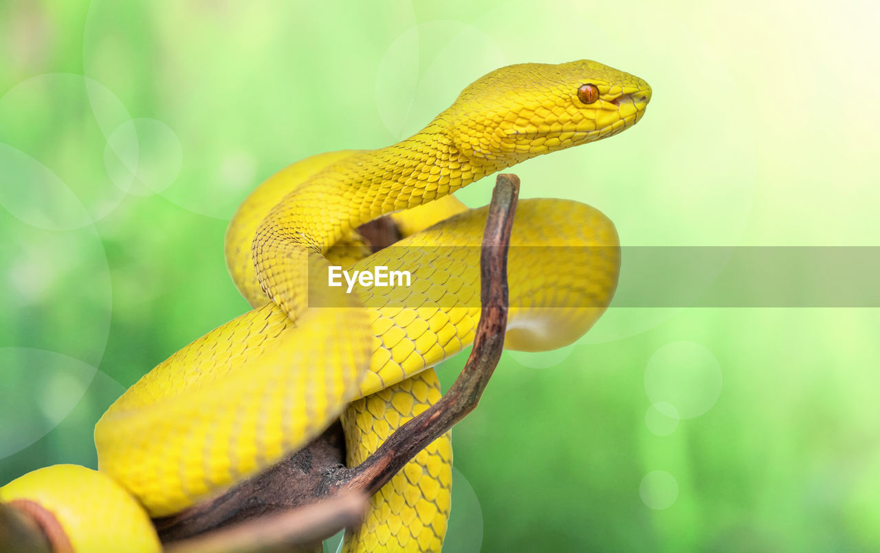 animal themes, animal, animal wildlife, yellow, one animal, reptile, wildlife, nature, snake, no people, macro photography, green, close-up, tree, animal body part, outdoors, forest, environment, plant, branch, focus on foreground