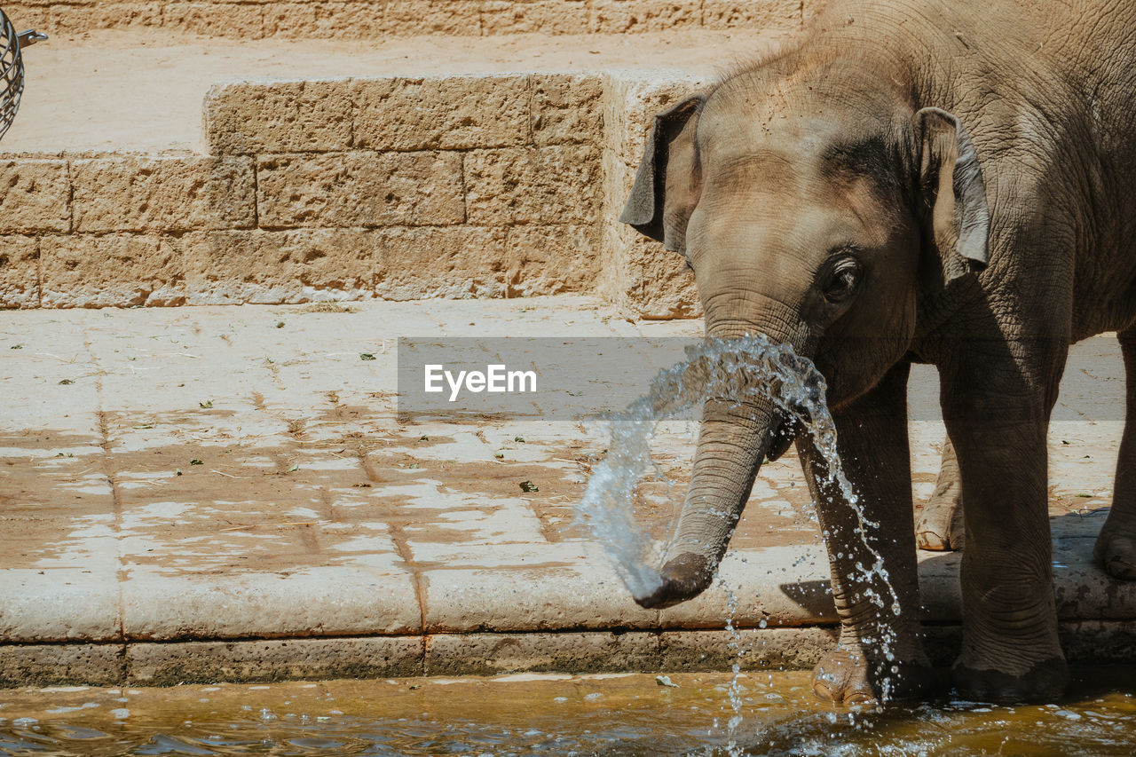 VIEW OF ELEPHANT DRINKING WATER