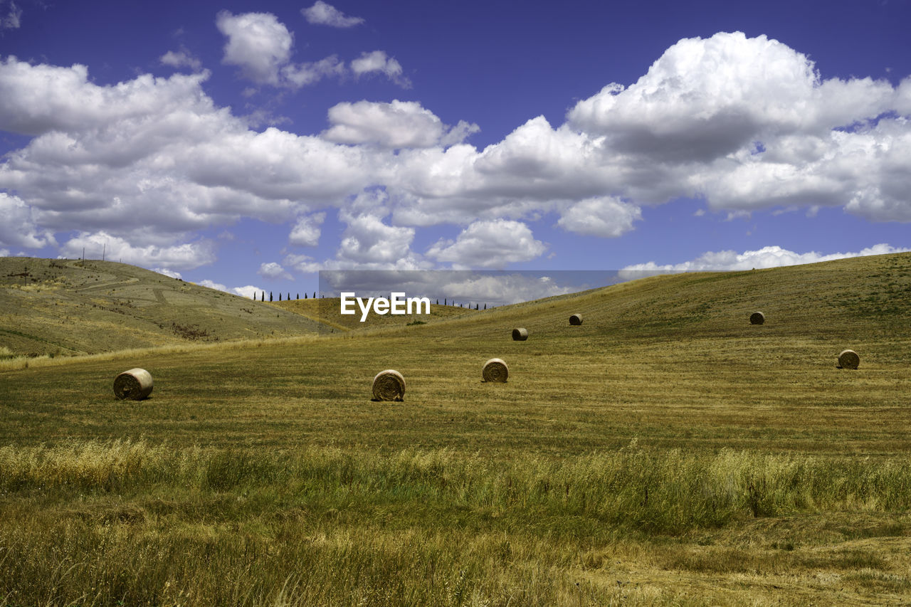 hay bales on field