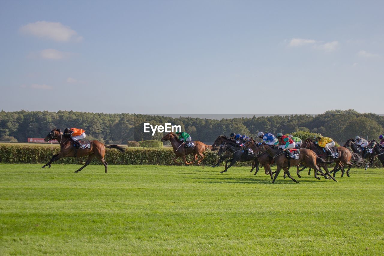 Horse race on grassy field against sky