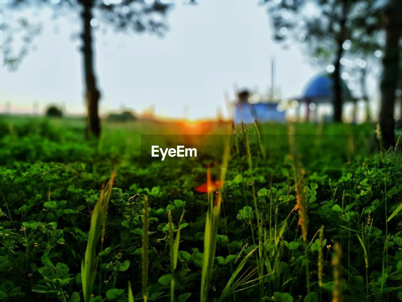 green, plant, nature, grass, leaf, sunlight, growth, land, field, flower, tree, rural area, environment, sky, landscape, forest, beauty in nature, no people, agriculture, focus on foreground, lawn, rural scene, day, outdoors, natural environment, selective focus, meadow, tranquility, woodland, morning, soil, freshness, food, vegetable, plantation, crop, food and drink, scenics - nature, autumn, farm, environmental conservation, close-up