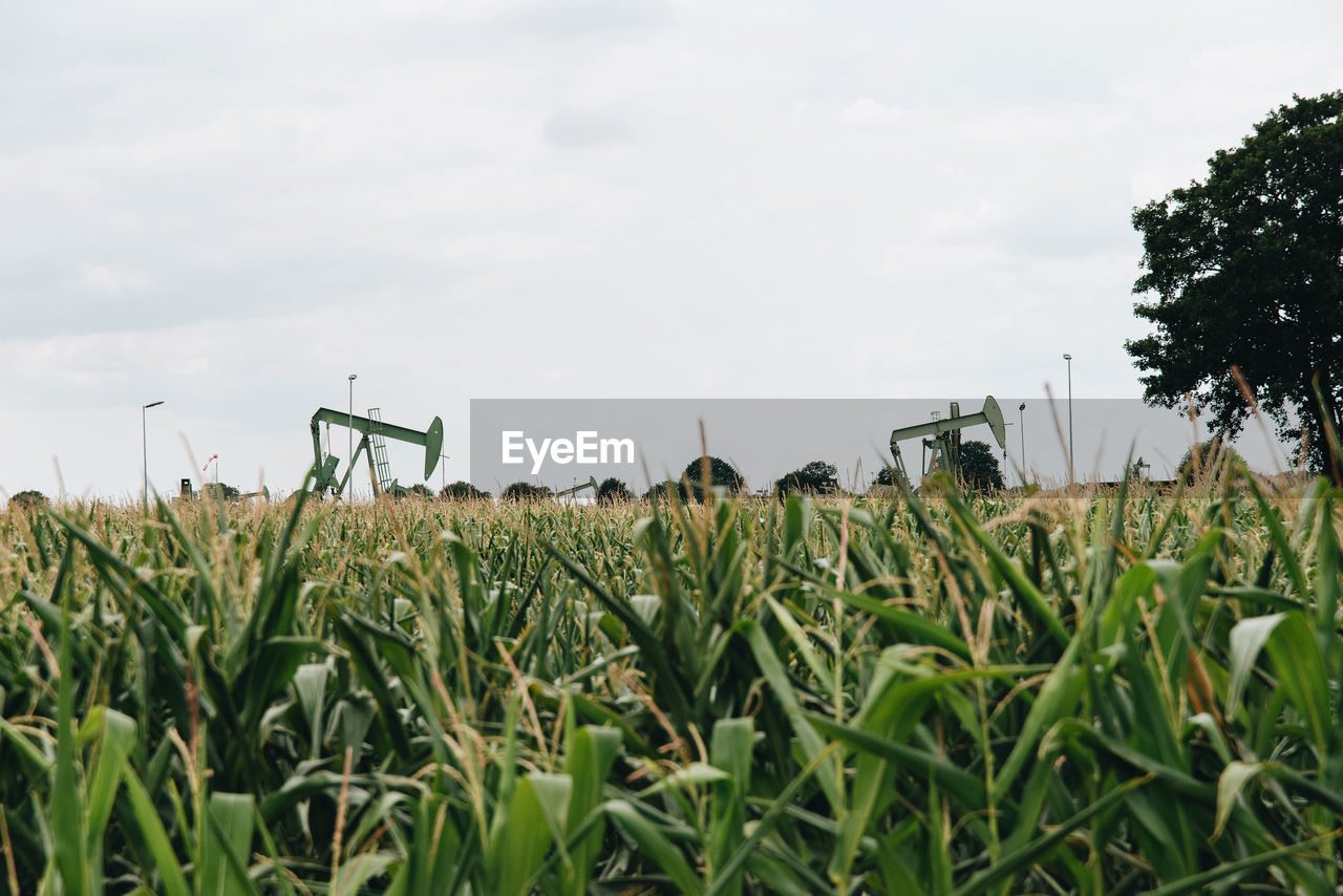 Crops growing on field against sky