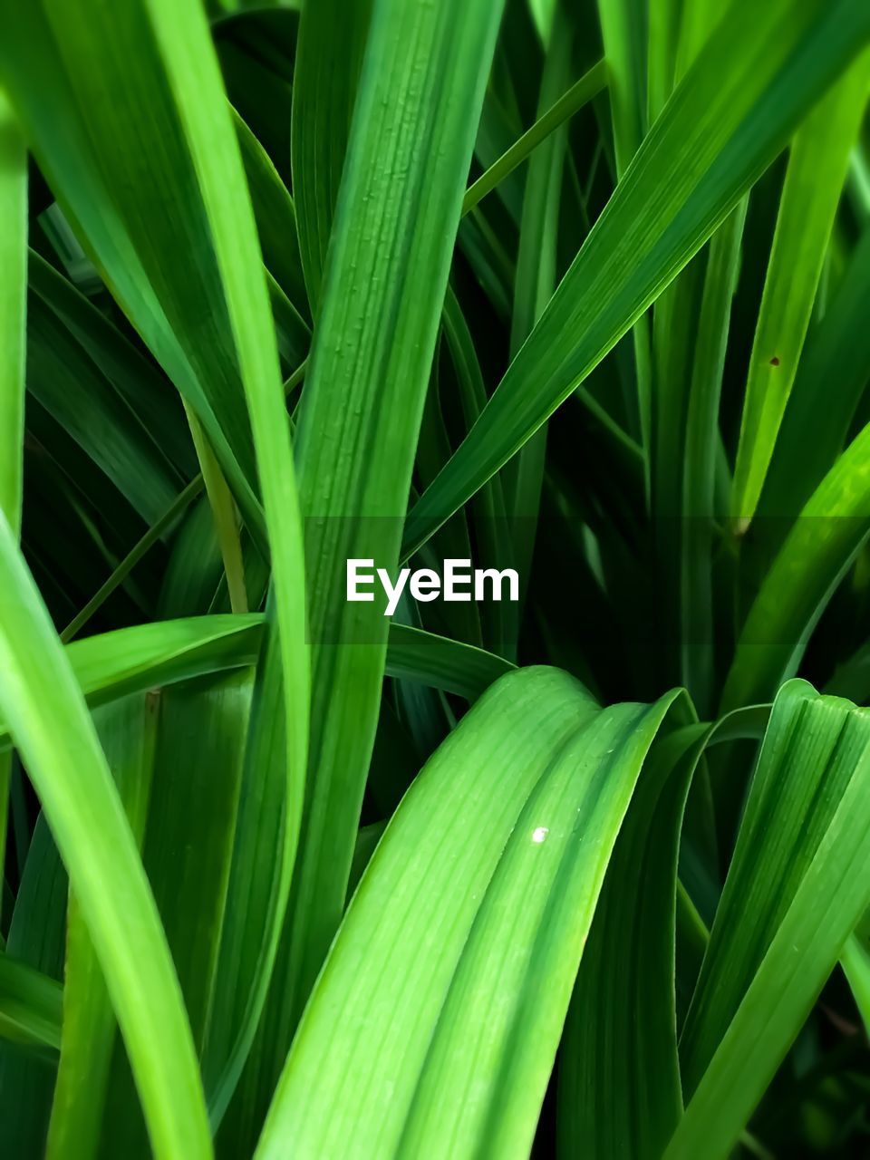 Full frame shot of green plants