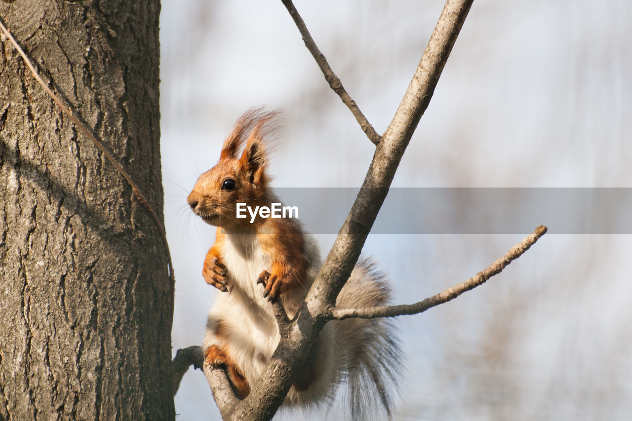 Squirrel with tassels on the ears sits on a tree branch