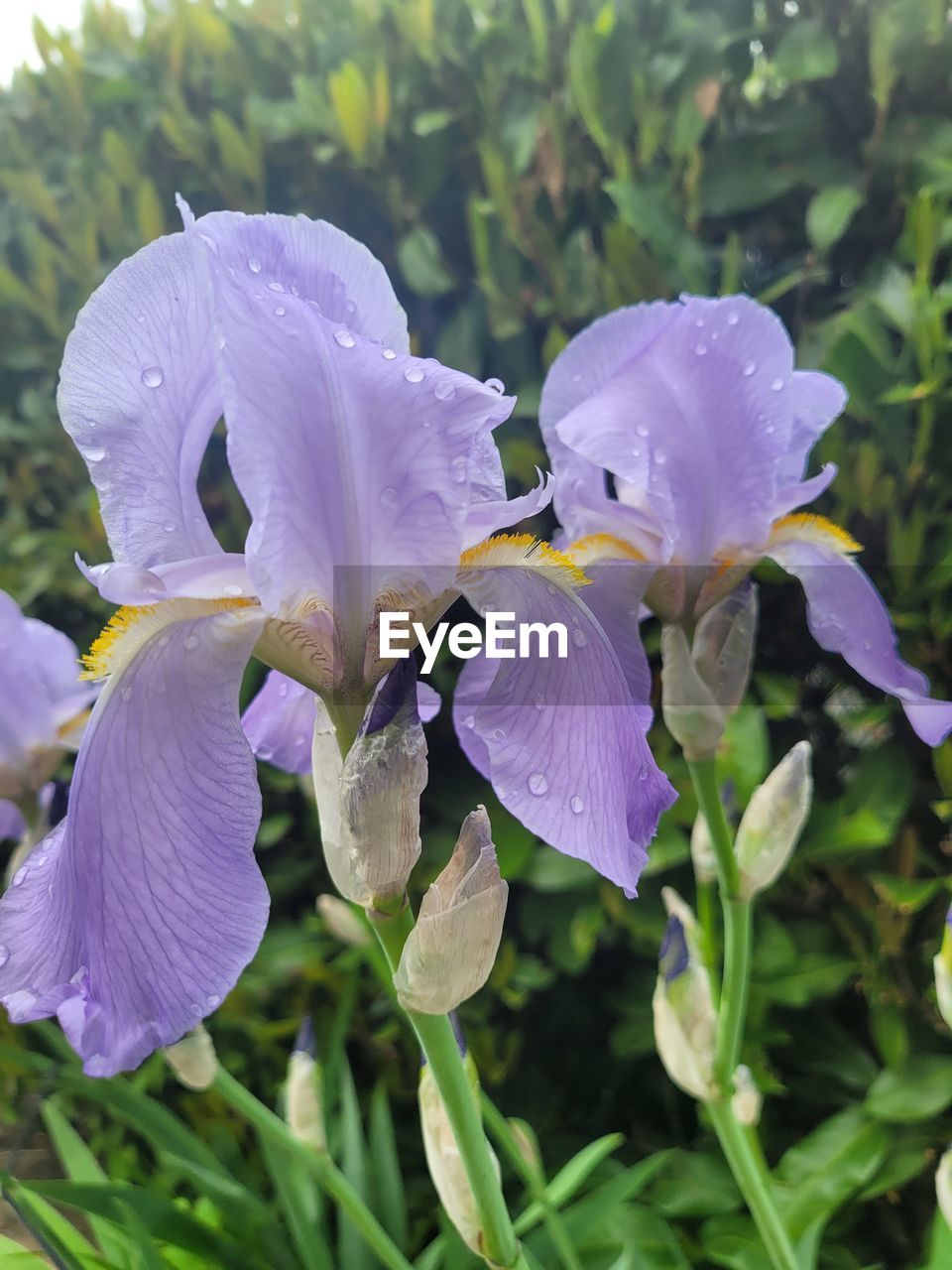 plant, flower, flowering plant, beauty in nature, freshness, growth, petal, purple, close-up, fragility, flower head, nature, inflorescence, no people, water, focus on foreground, leaf, plant part, springtime, outdoors, drop, botany, day, iris, wildflower, wet