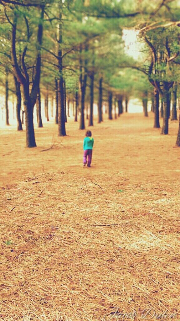 TREES ALONG FOOTPATH