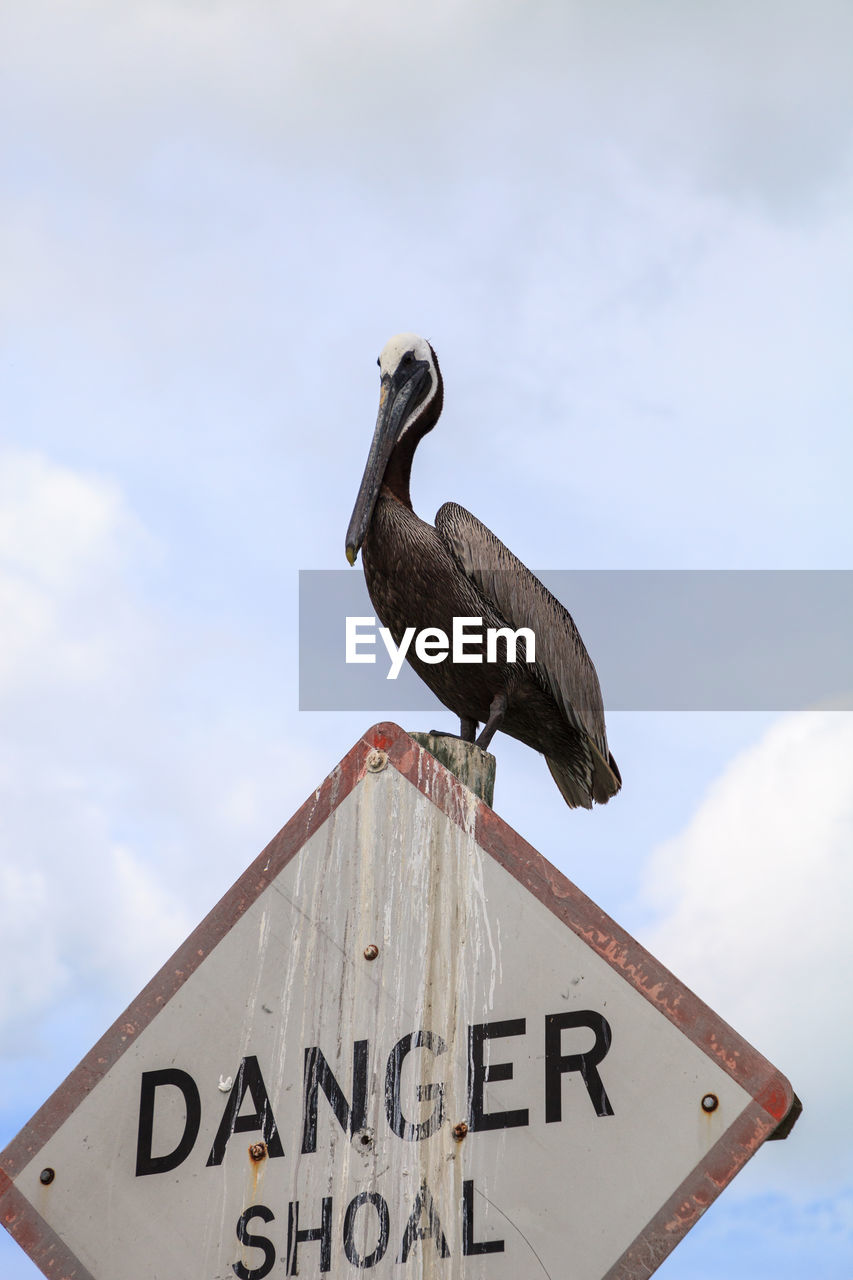 BIRD PERCHING ON A SIGN