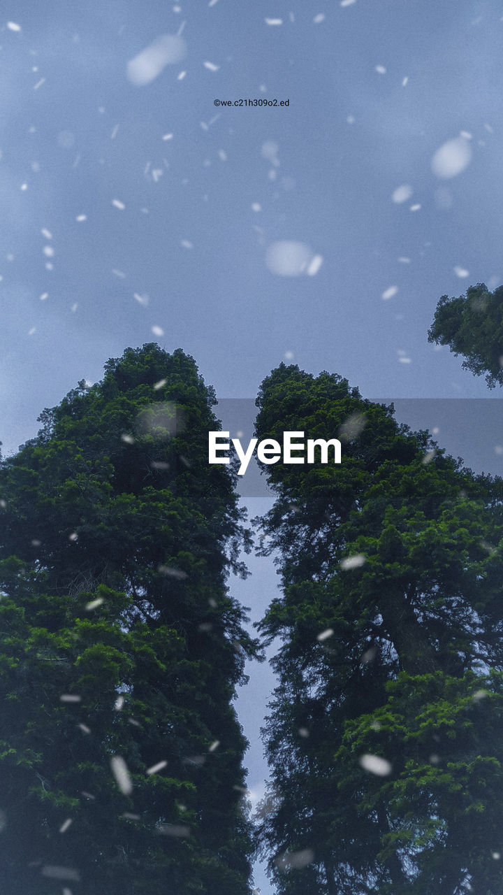 LOW ANGLE VIEW OF TREES AGAINST SKY IN RAIN
