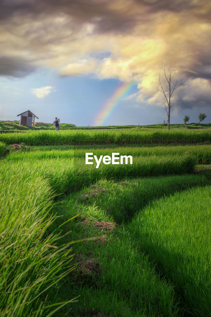 Scenic view of agricultural field against sky during sunrise and rainbow