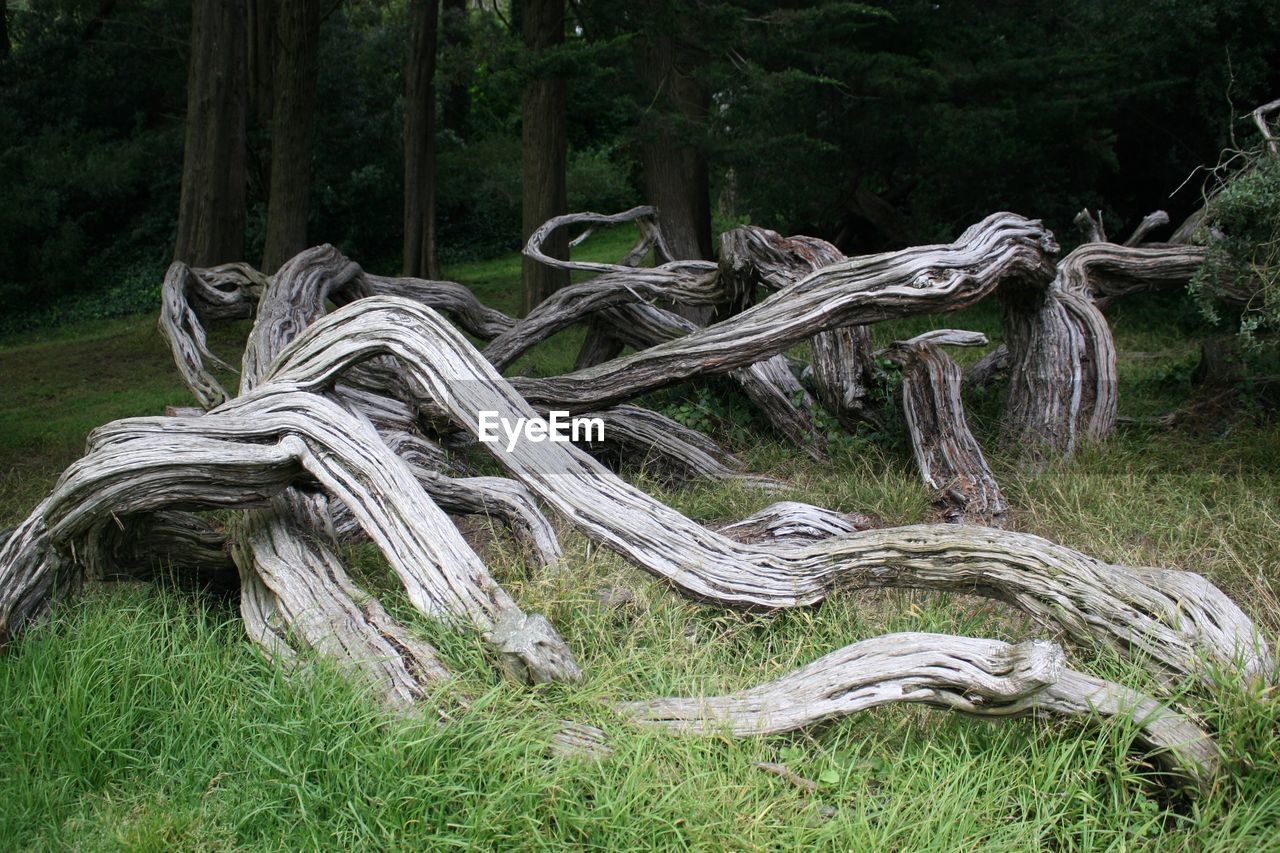 FALLEN TREE ON FIELD