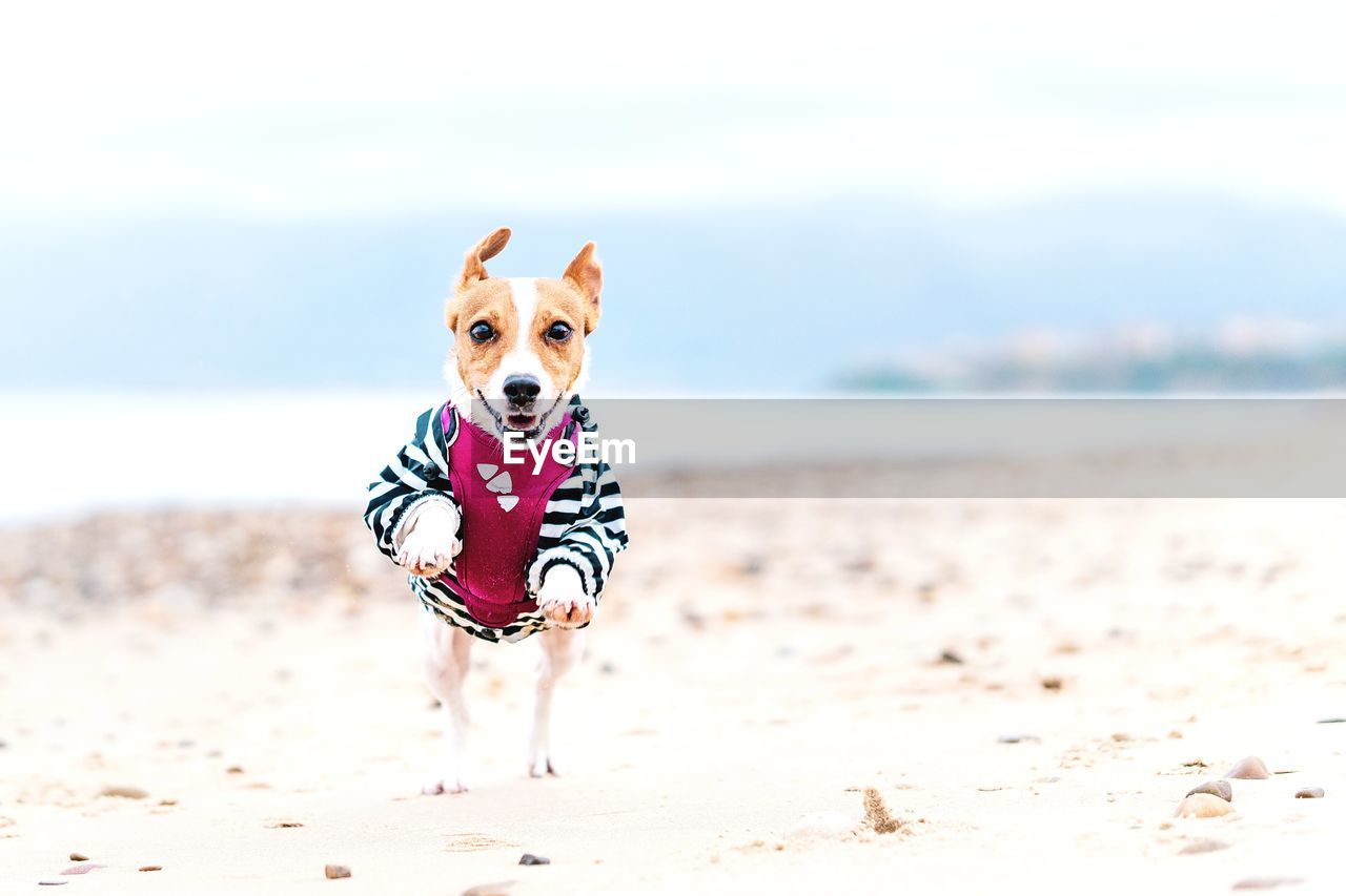 An action shot of tsunami the jack russell terrier dog running towards the camera on sicilian beach