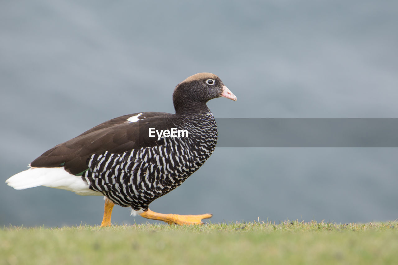 CLOSE-UP OF BIRD