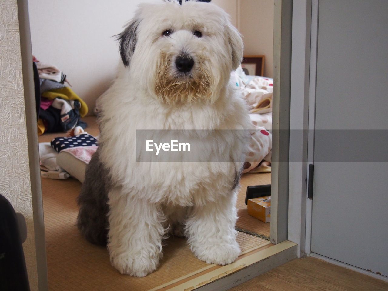 Portrait of old english sheepdog at home