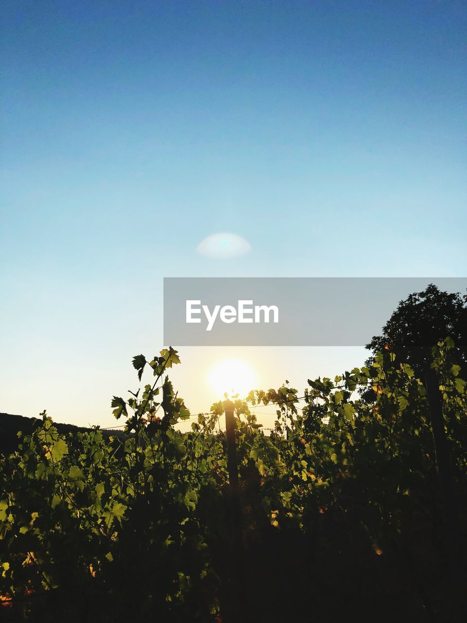 LOW ANGLE VIEW OF TREES AGAINST CLEAR SKY