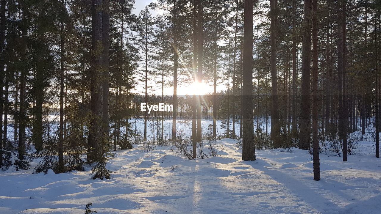 Trees on snow covered field during winter