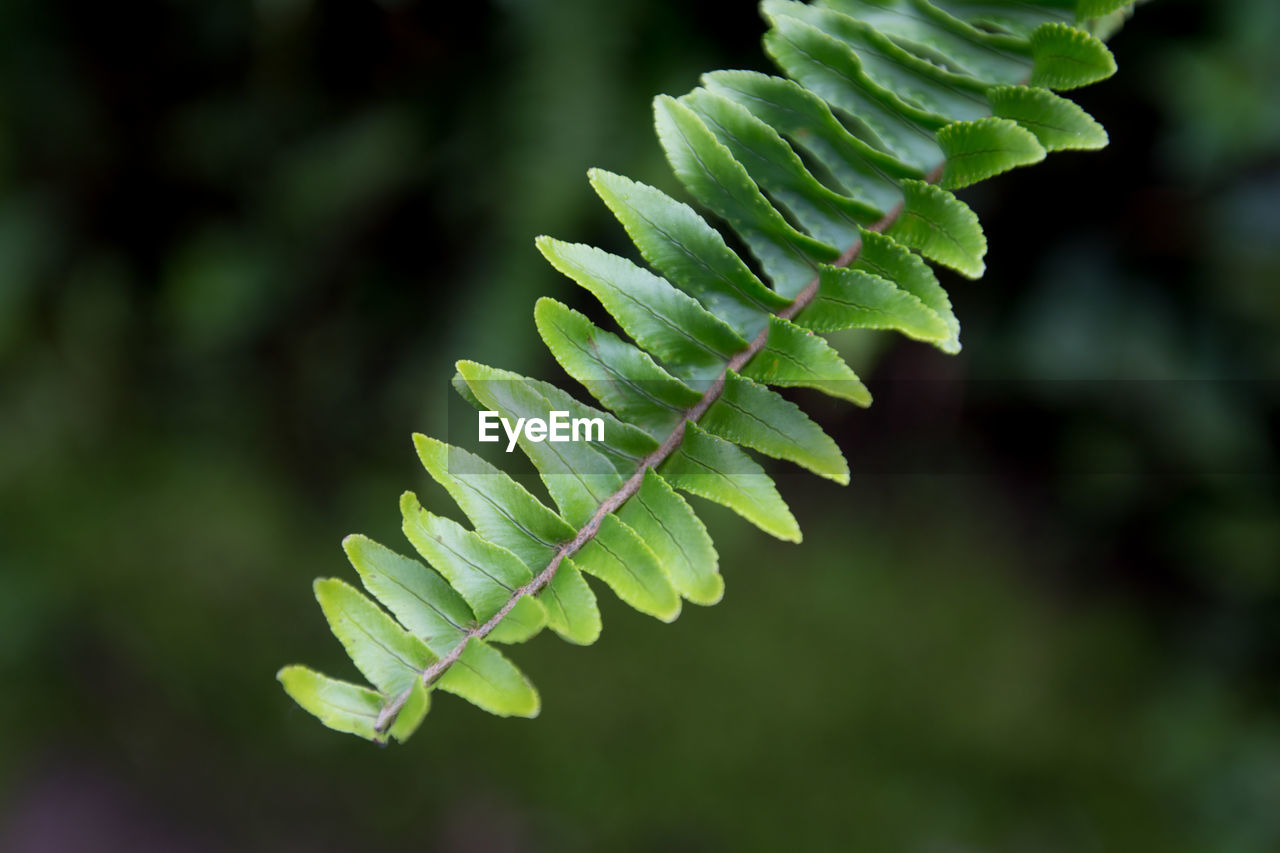 Close-up of plant