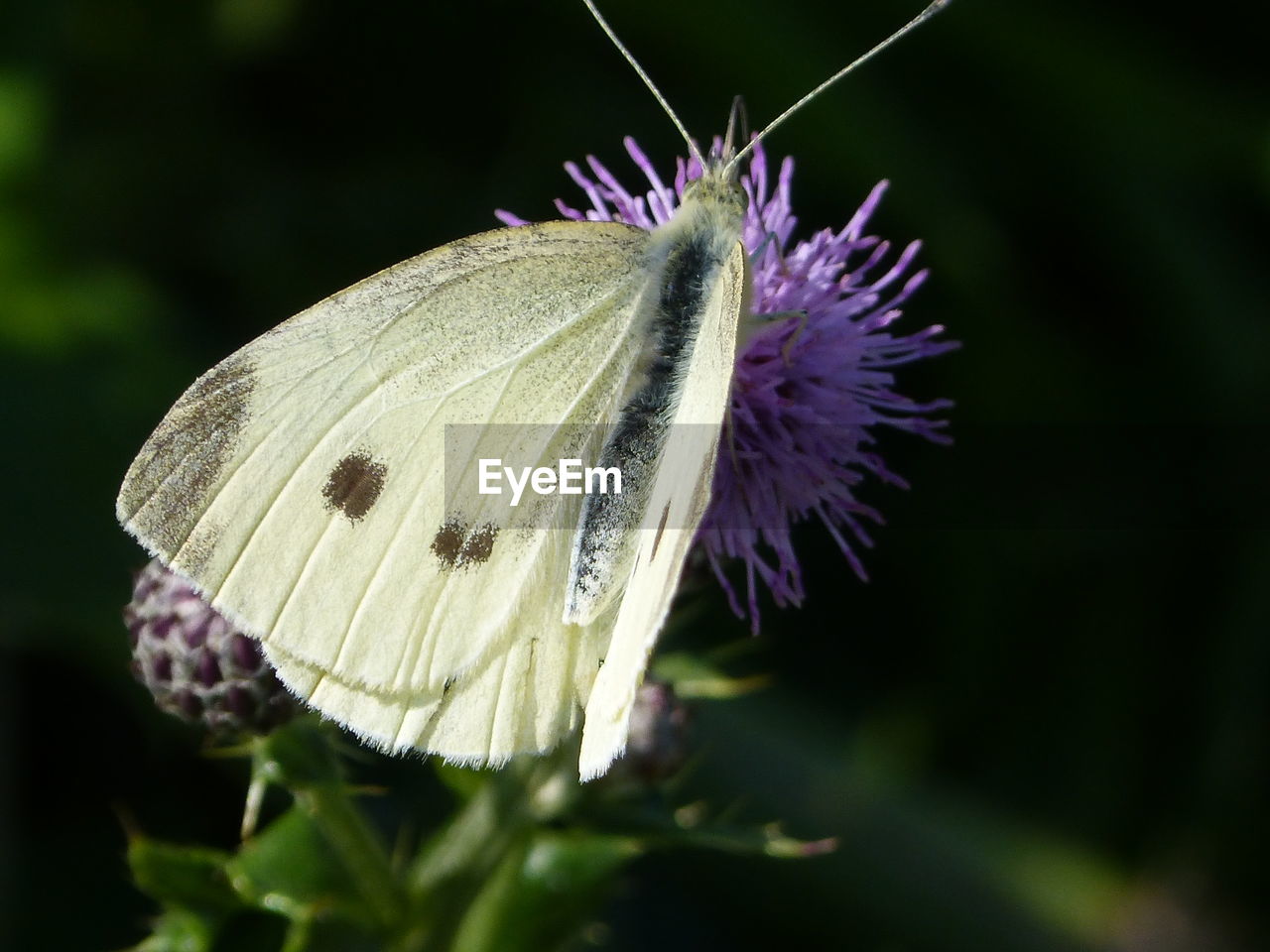 CLOSE-UP OF BUTTERFLY POLLINATING FLOWER