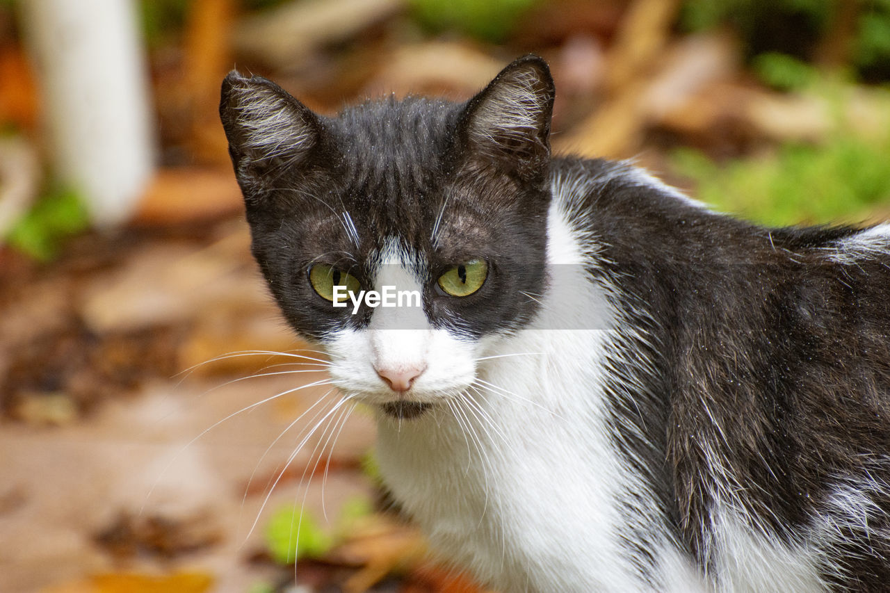 CLOSE-UP PORTRAIT OF TABBY