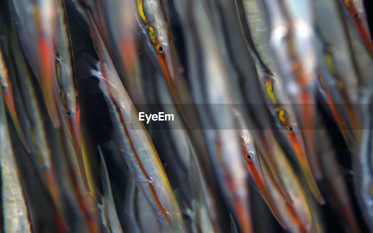 Close up of shoal of razorfish on a dark background. selective focus