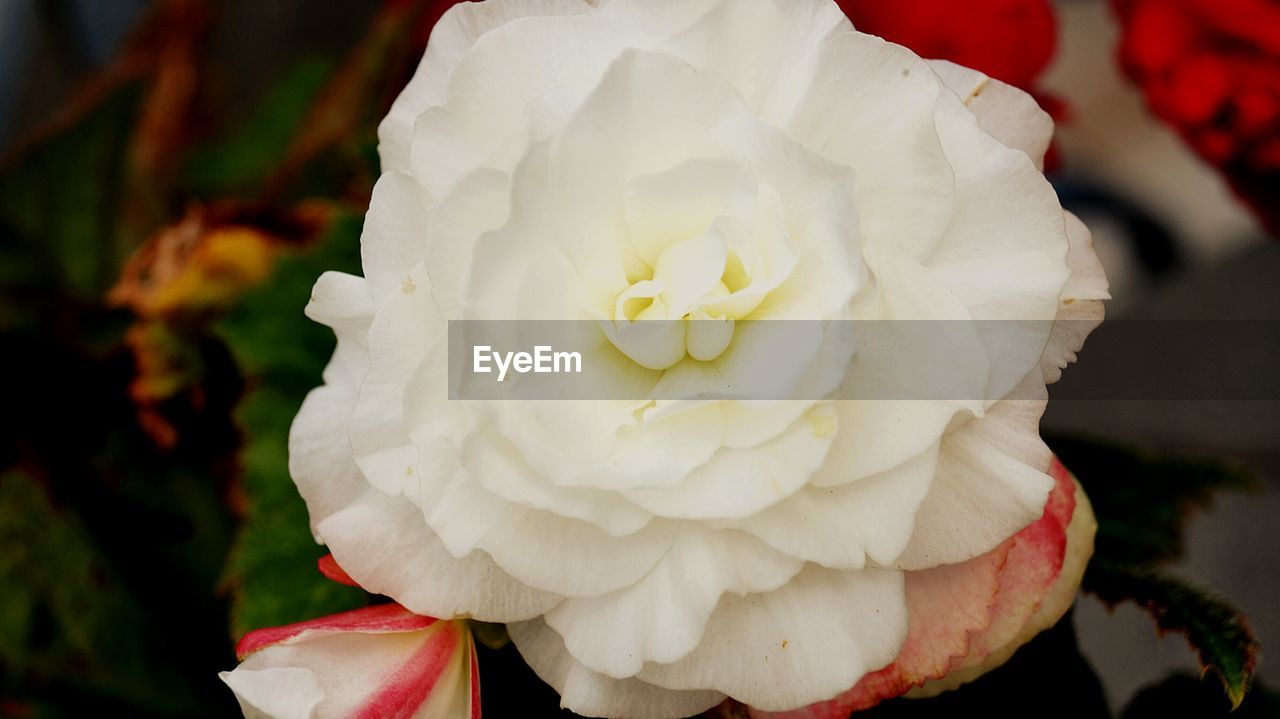 CLOSE-UP OF WHITE FLOWERS