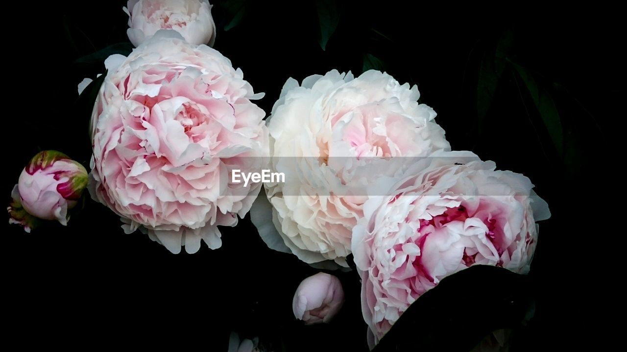 CLOSE-UP OF PINK ROSE FLOWERS