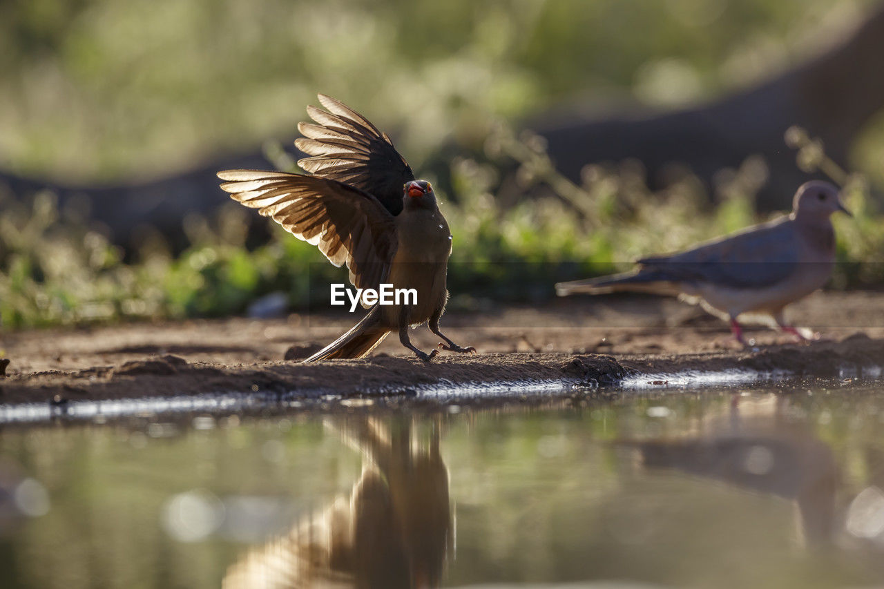 animal themes, animal, bird, animal wildlife, wildlife, nature, flying, water, reflection, spread wings, selective focus, lake, no people, beak, one animal, outdoors, animal wing, full length, beauty in nature, animal body part, day, motion