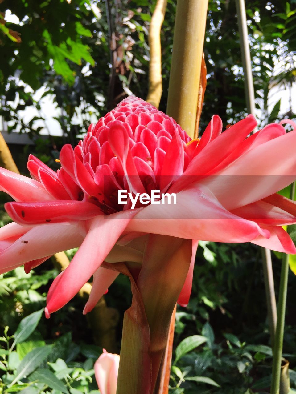 CLOSE-UP OF RED FLOWERS BLOOMING