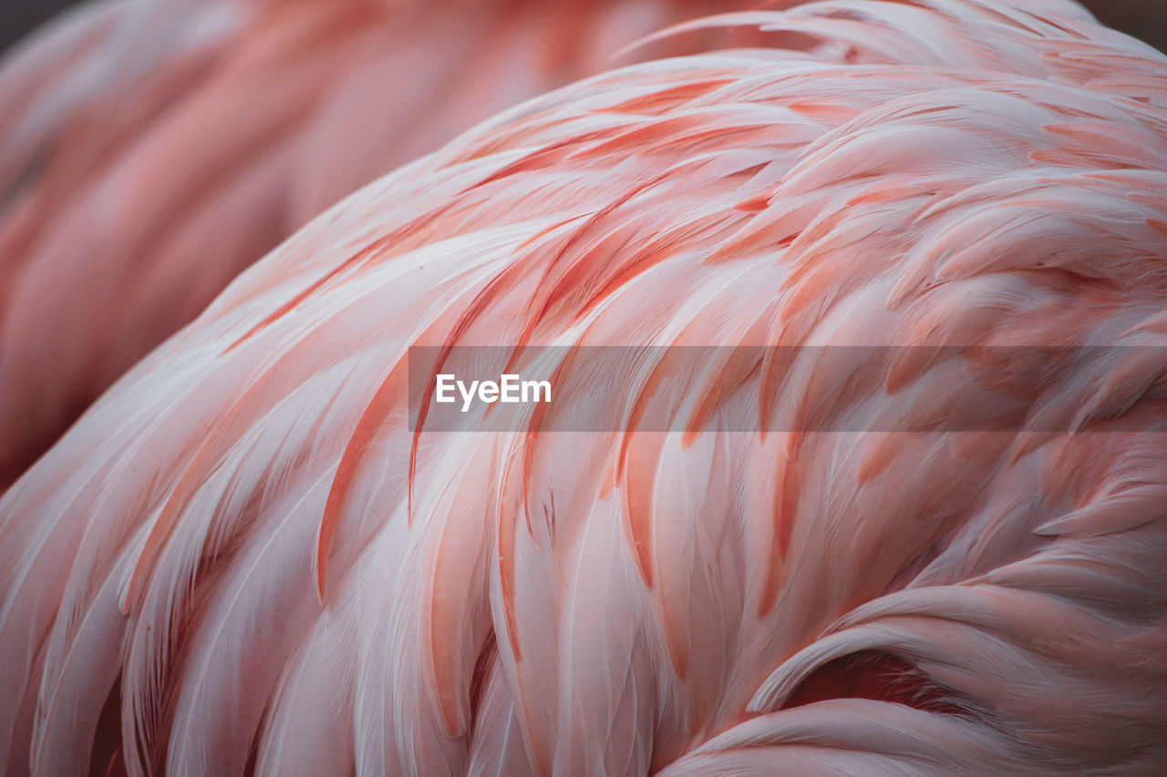Flamingo feather pattern