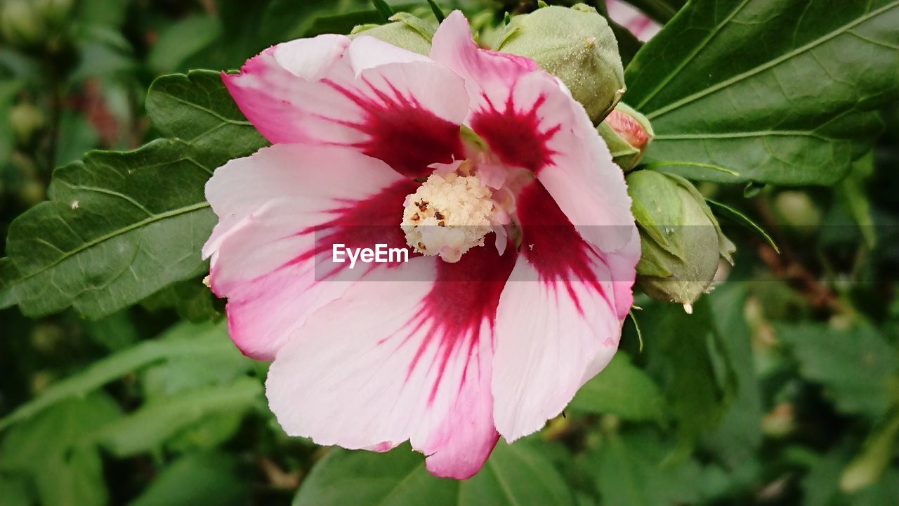 CLOSE-UP OF PINK HIBISCUS BLOOMING OUTDOORS