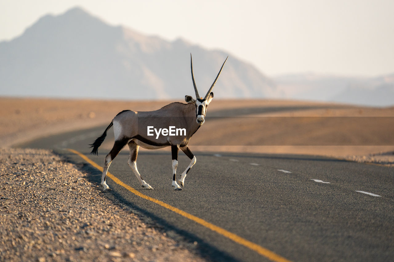 View of a oryx on road