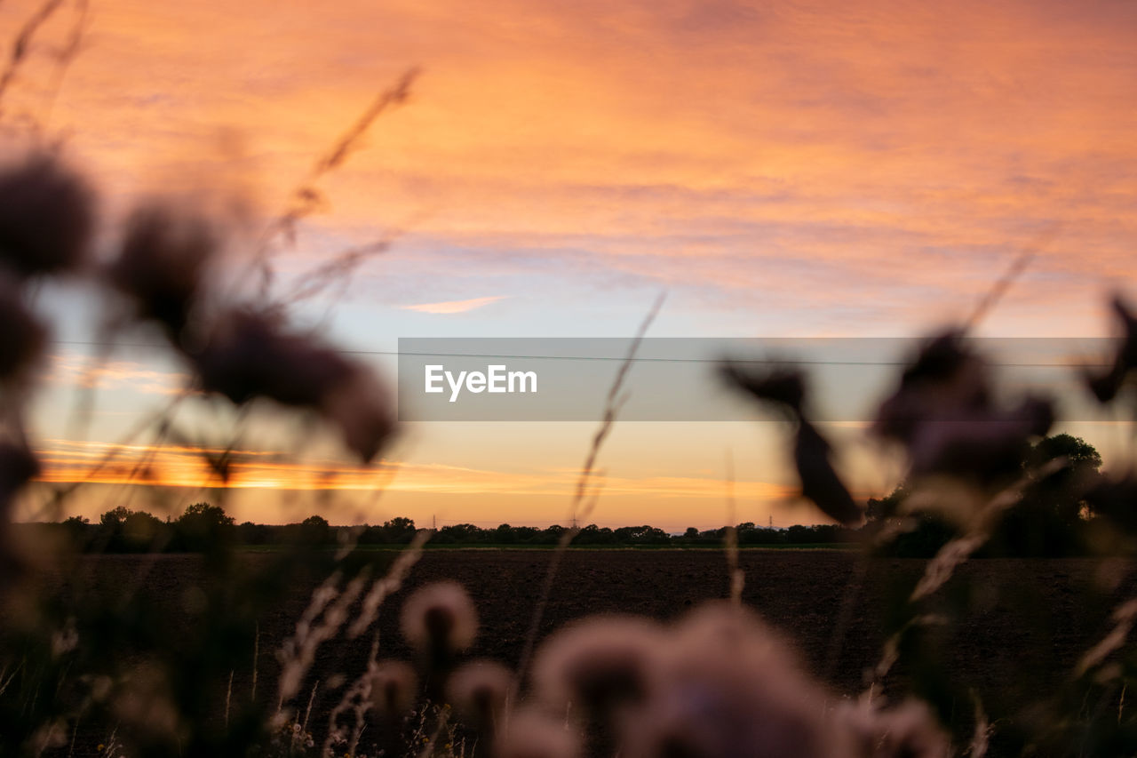 CLOSE-UP OF SILHOUETTE PLANTS ON FIELD AGAINST SKY