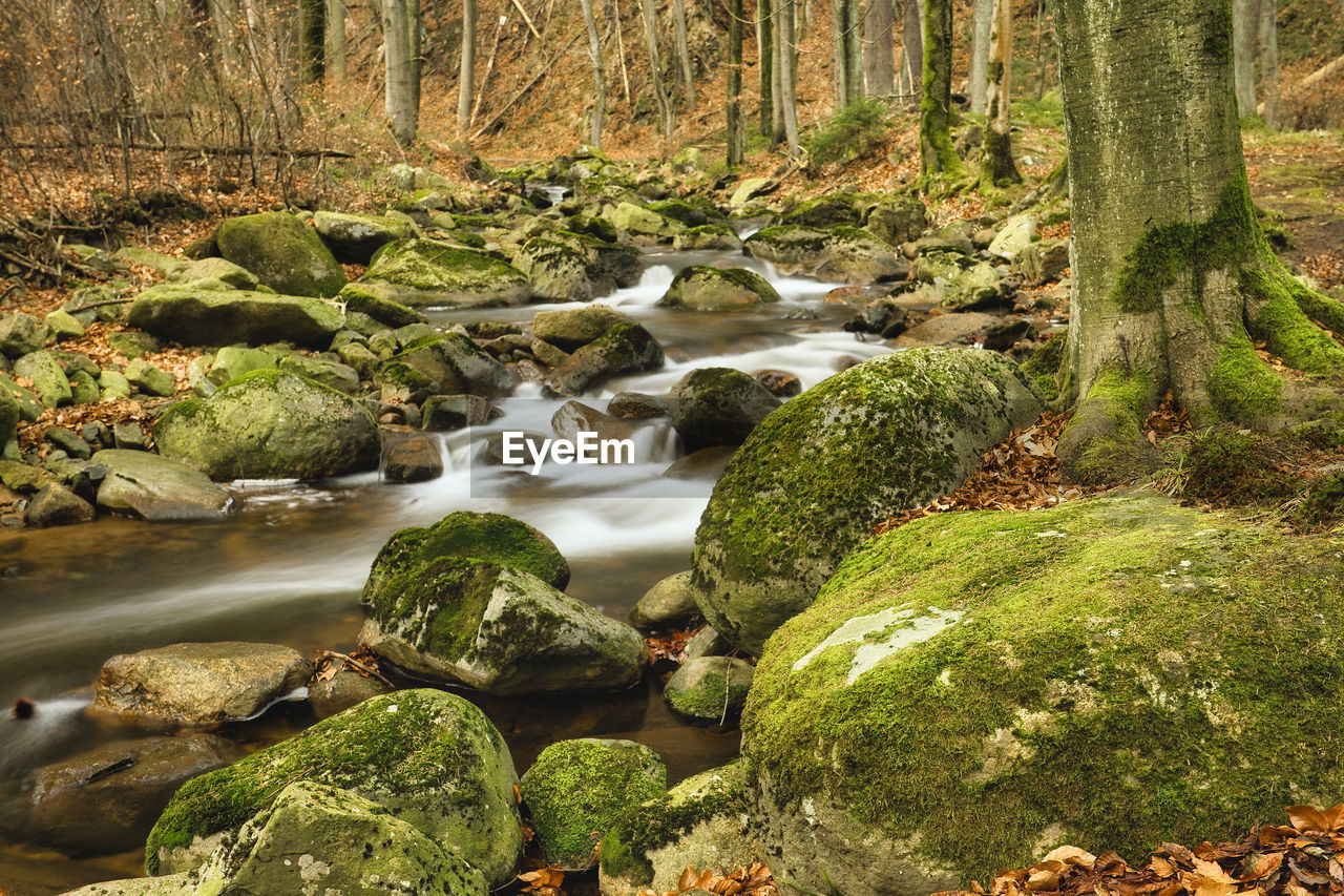 SCENIC VIEW OF STREAM FLOWING IN FOREST