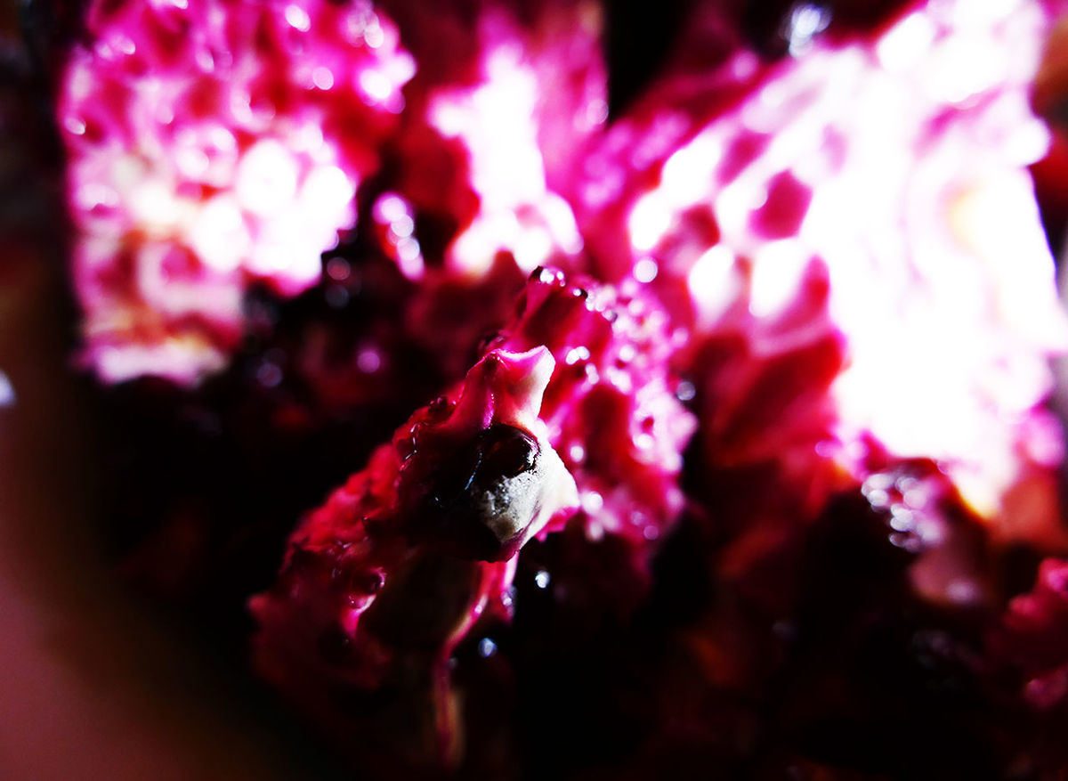 CLOSE-UP OF HONEY BEE ON FLOWERS