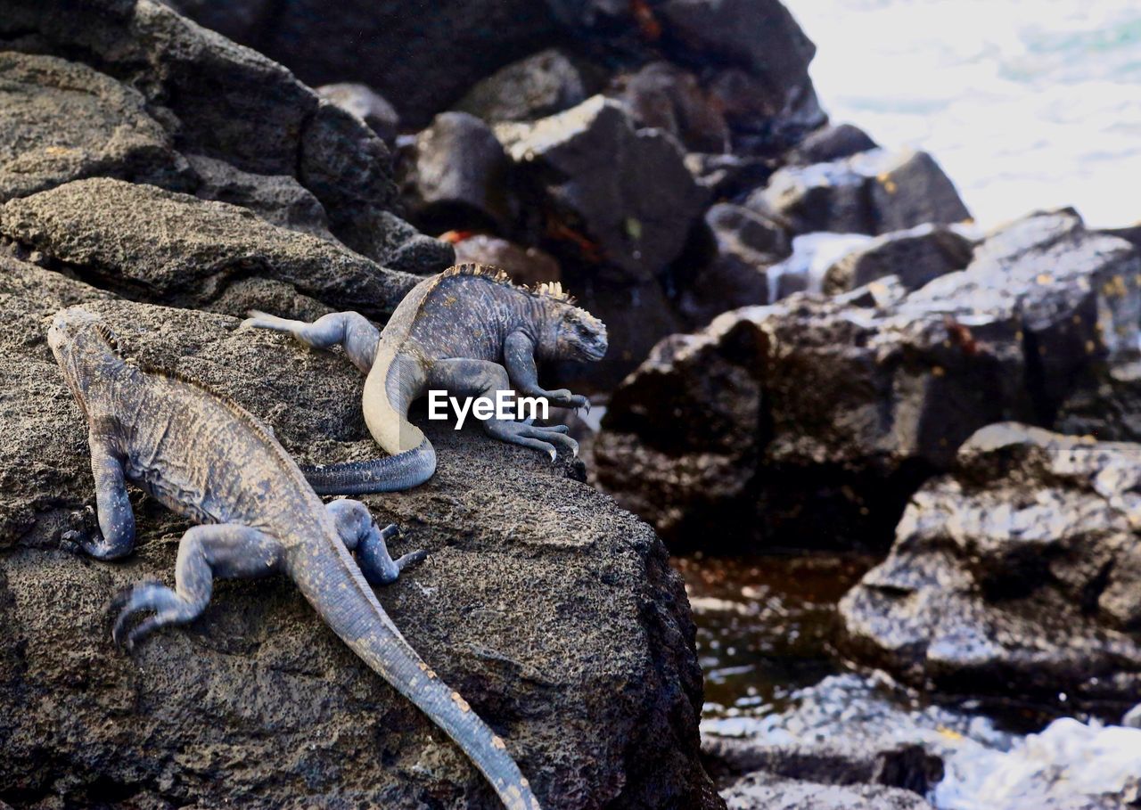 Marine iguanas on rock