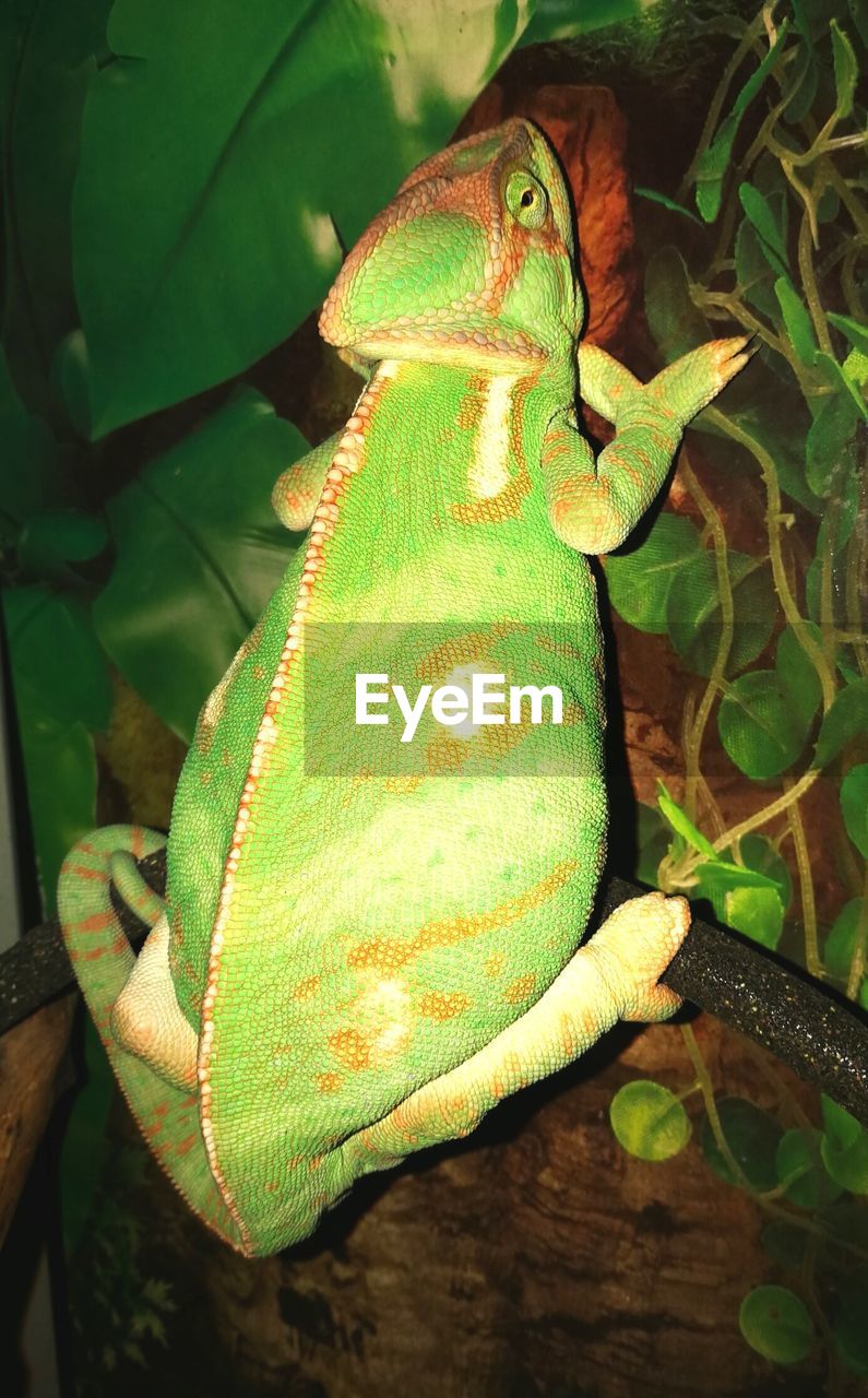 HIGH ANGLE VIEW OF LIZARD ON LEAF