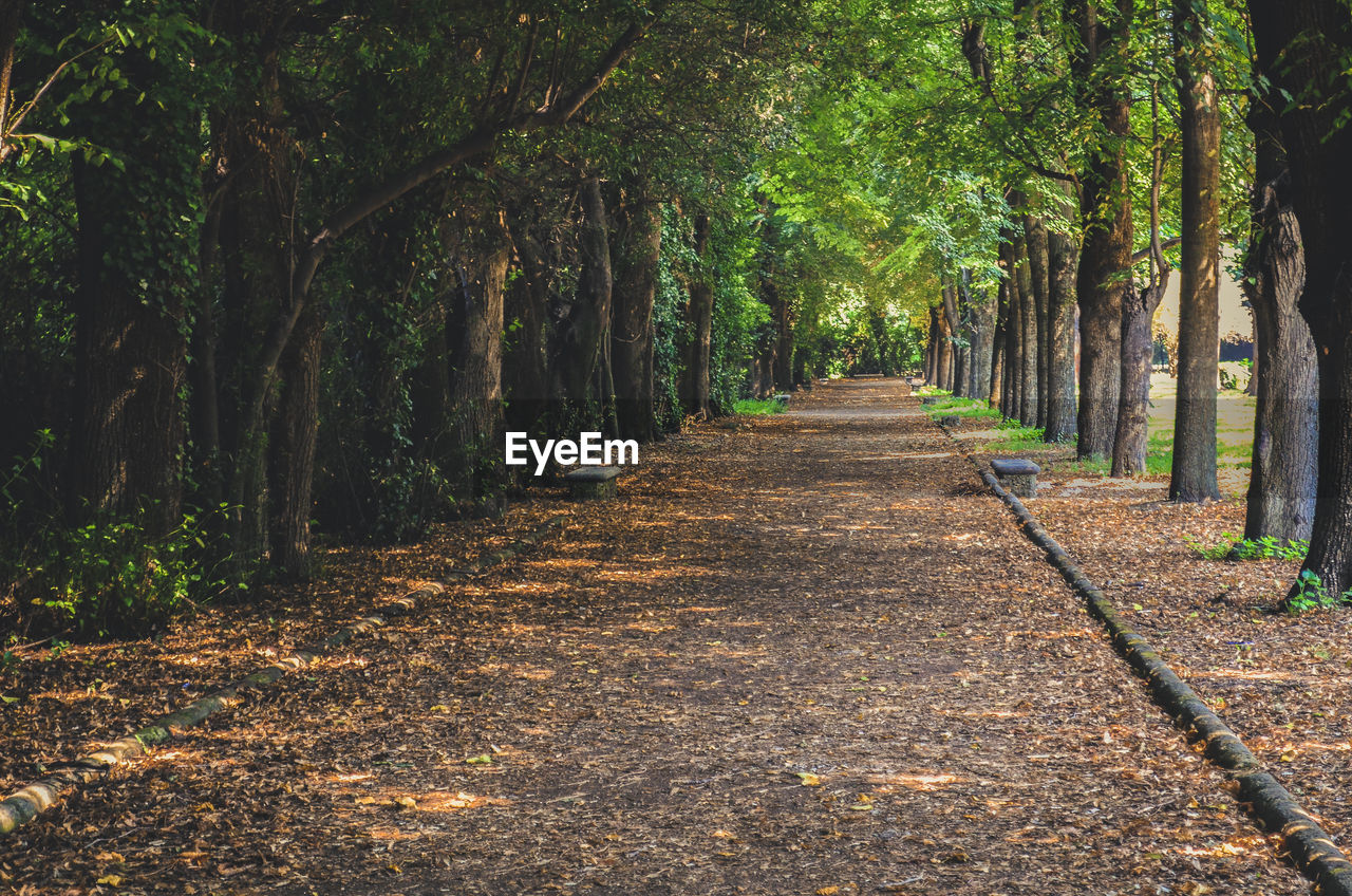 The road in the botanical garden park