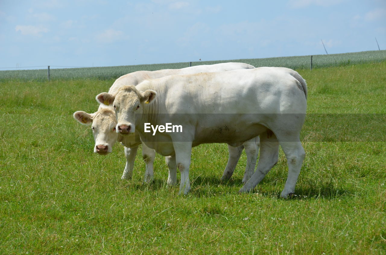 Cows in a field