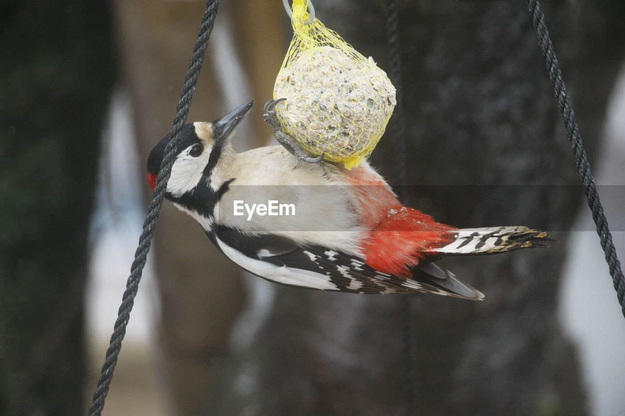 CLOSE-UP OF BIRD PERCHING ON OUTDOORS