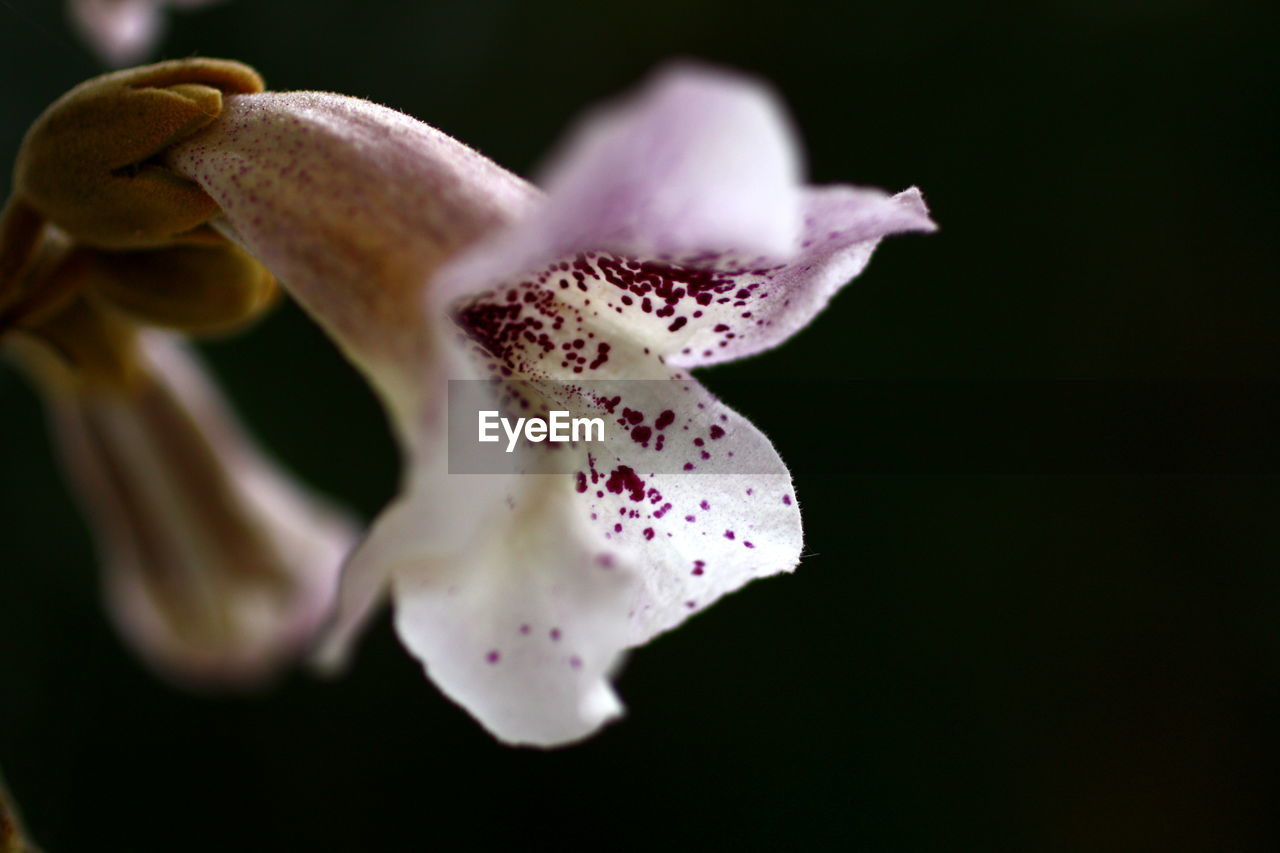 CLOSE-UP OF WHITE DAY LILY BLOOMING IN BLACK