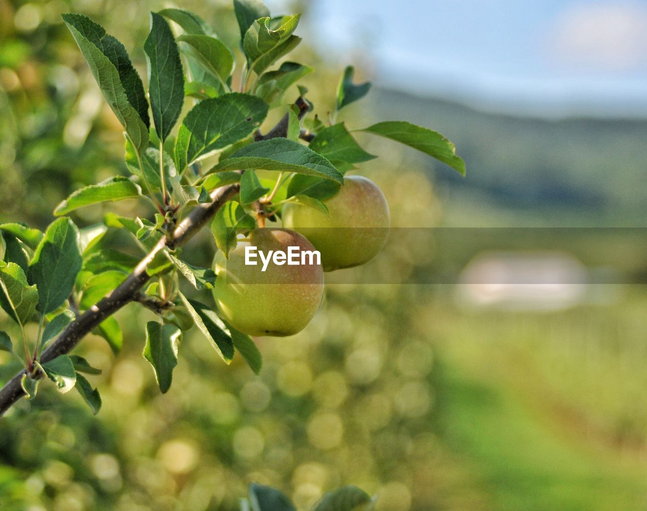 Close-up of apples growing on tree