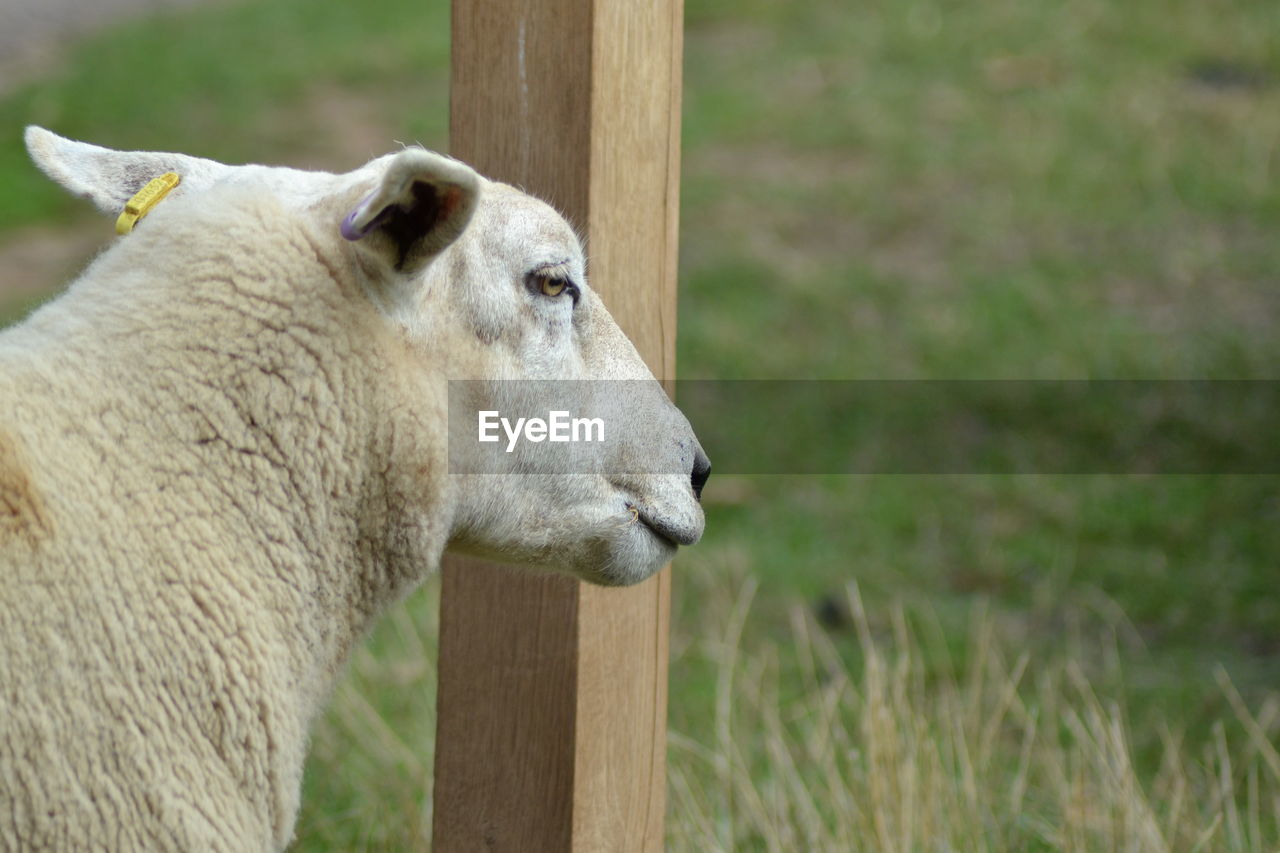 Close-up of a sheep next to a wooden fence