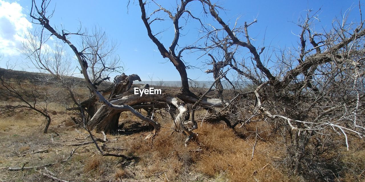 BARE TREE IN FOREST