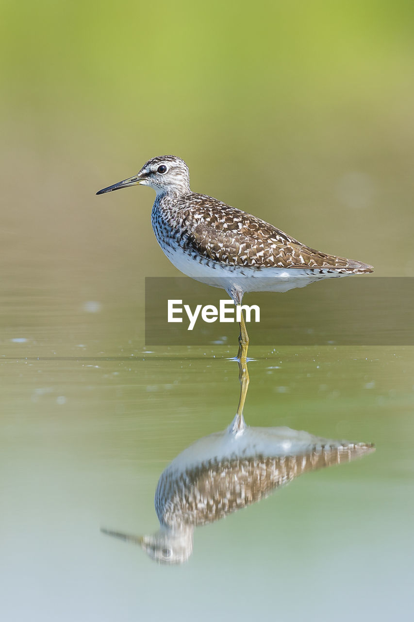 Close-up side view of a bird with reflection