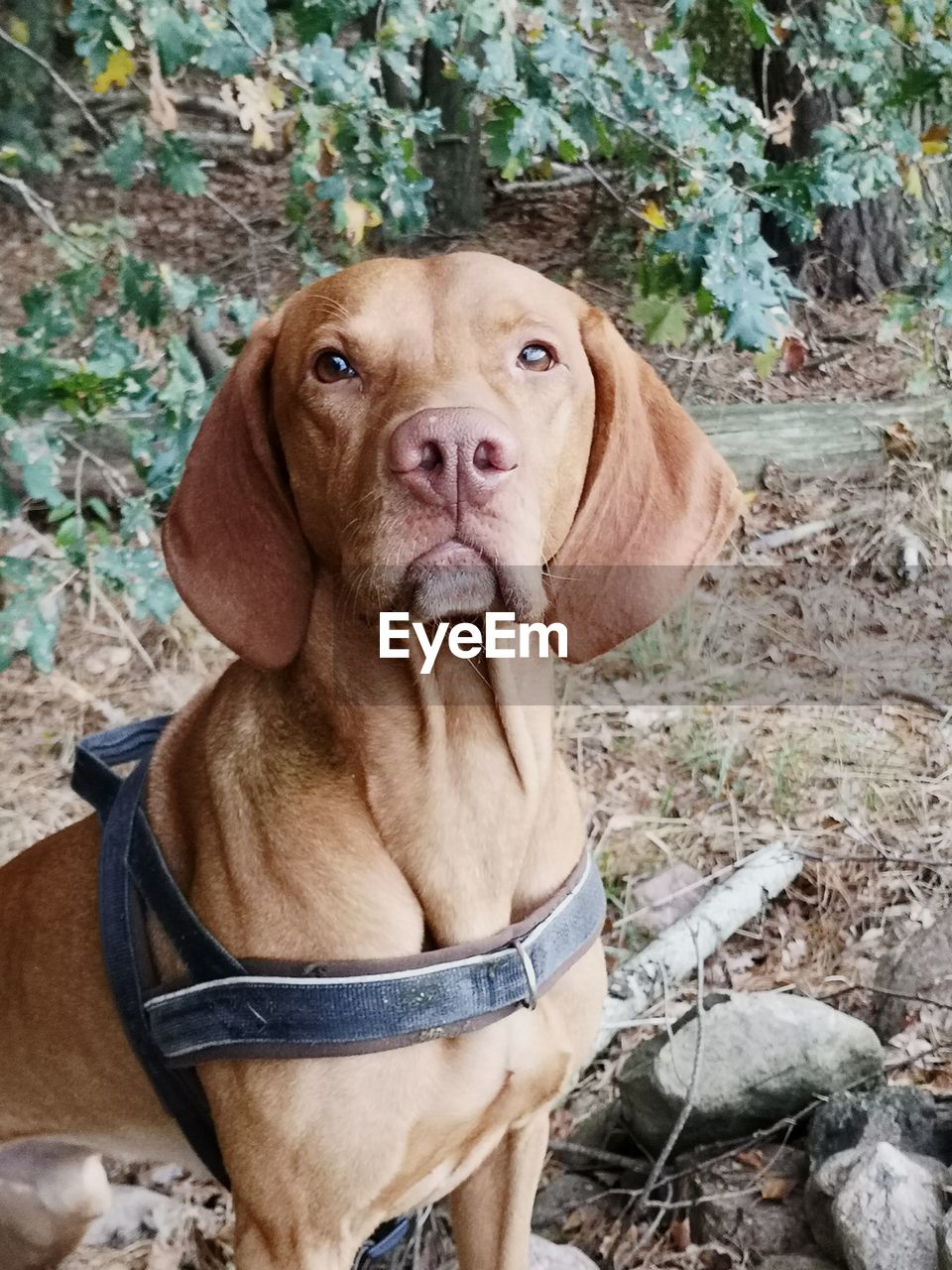 Portrait of dog on field