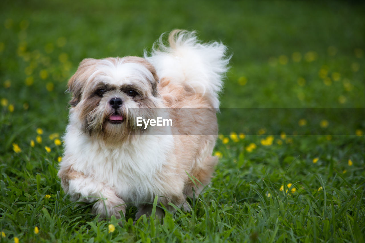 Portrait of dog on grass